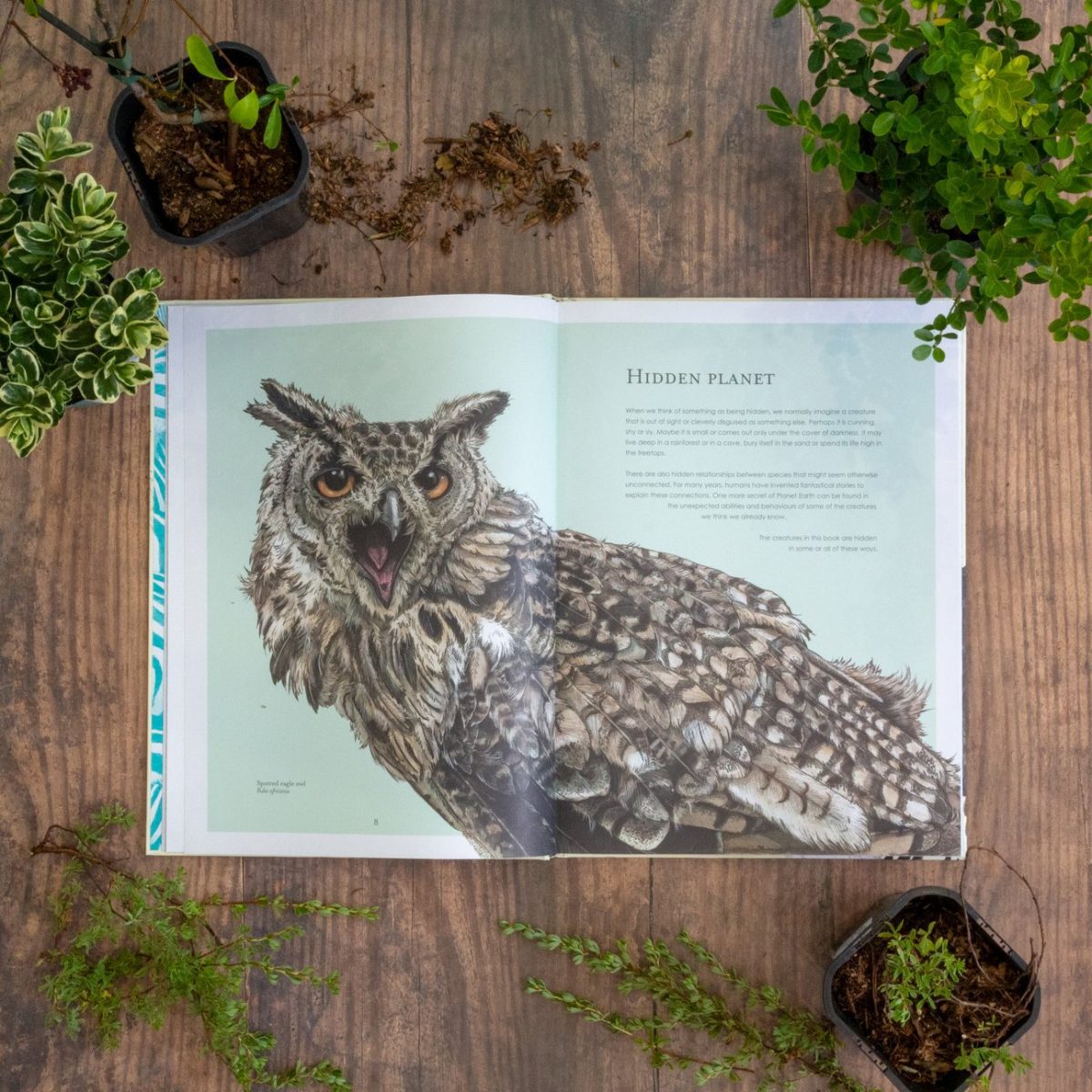 Hidden Planet - Illustrated Wildlife Book