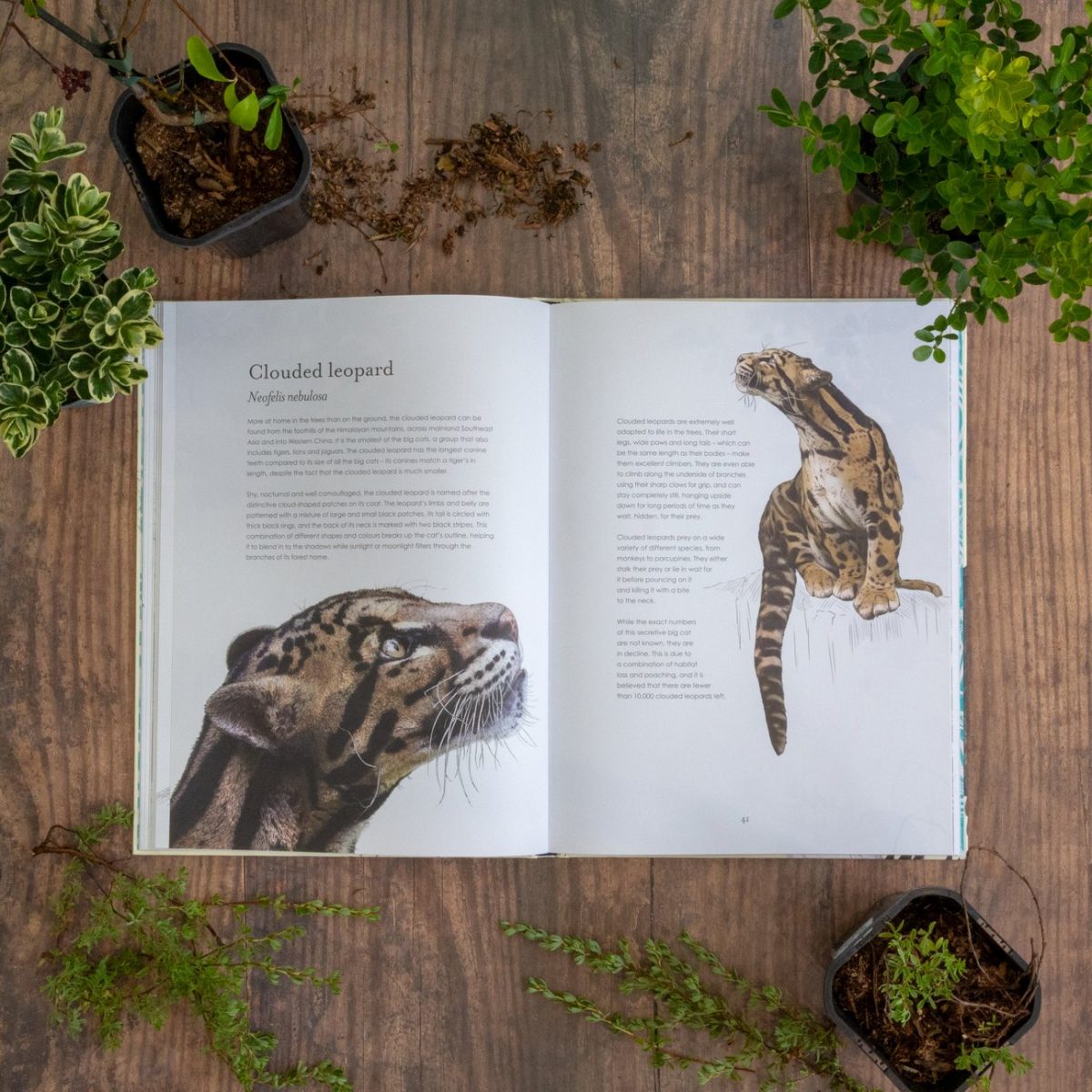 Hidden Planet - Illustrated Wildlife Book