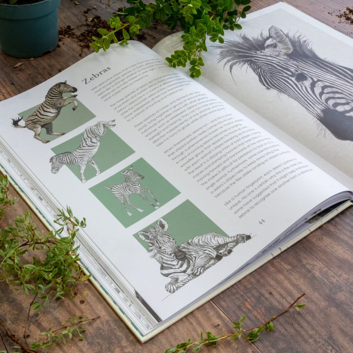 Hidden Planet - Illustrated Wildlife Book