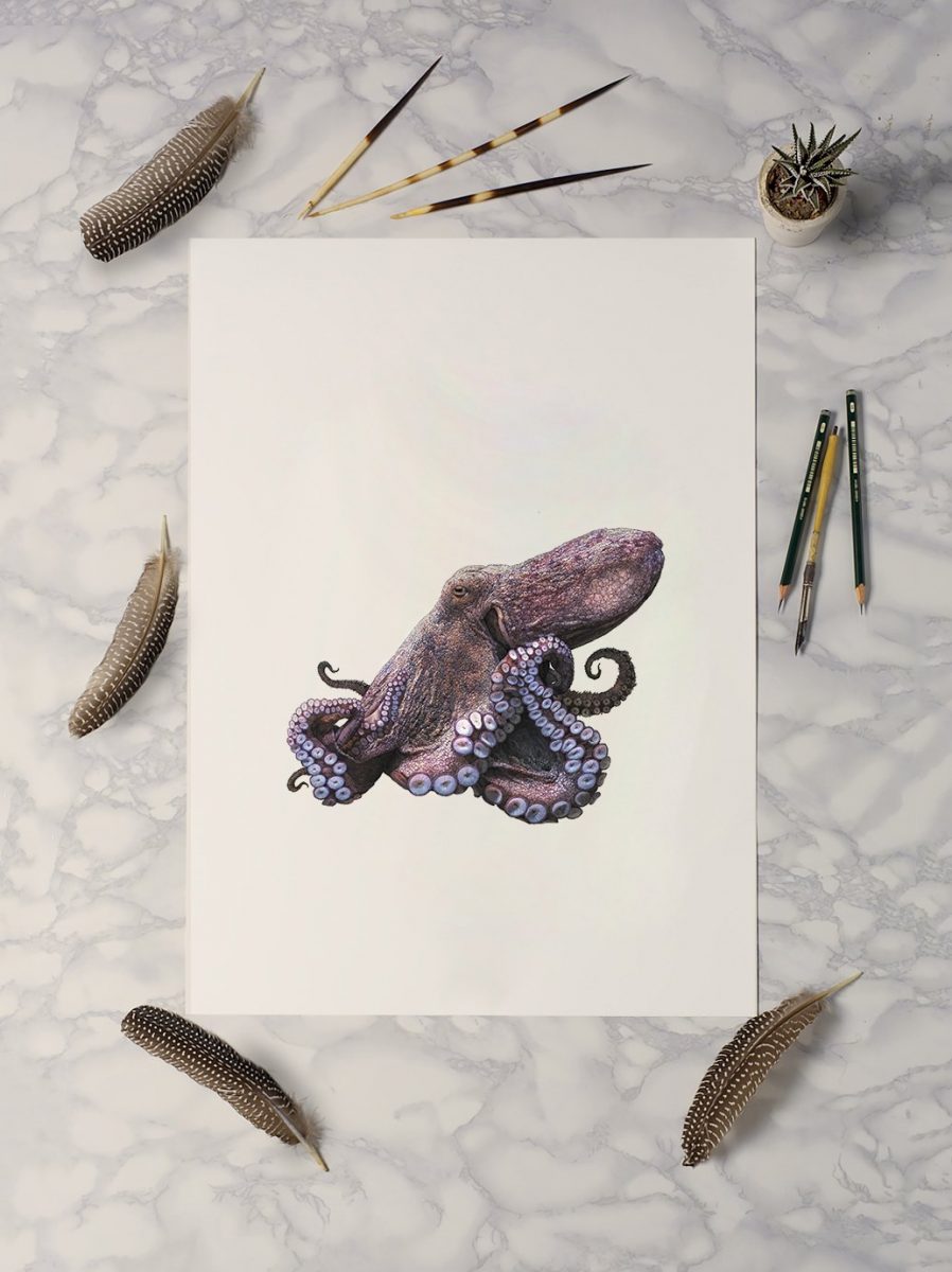 Common Octopus - Art Print