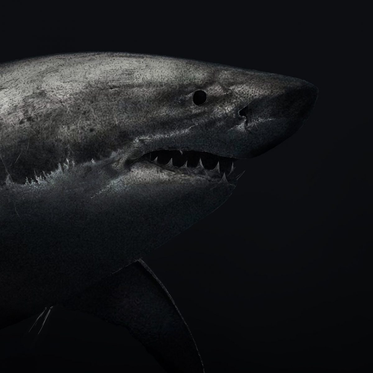 Great White Shark - Art Print