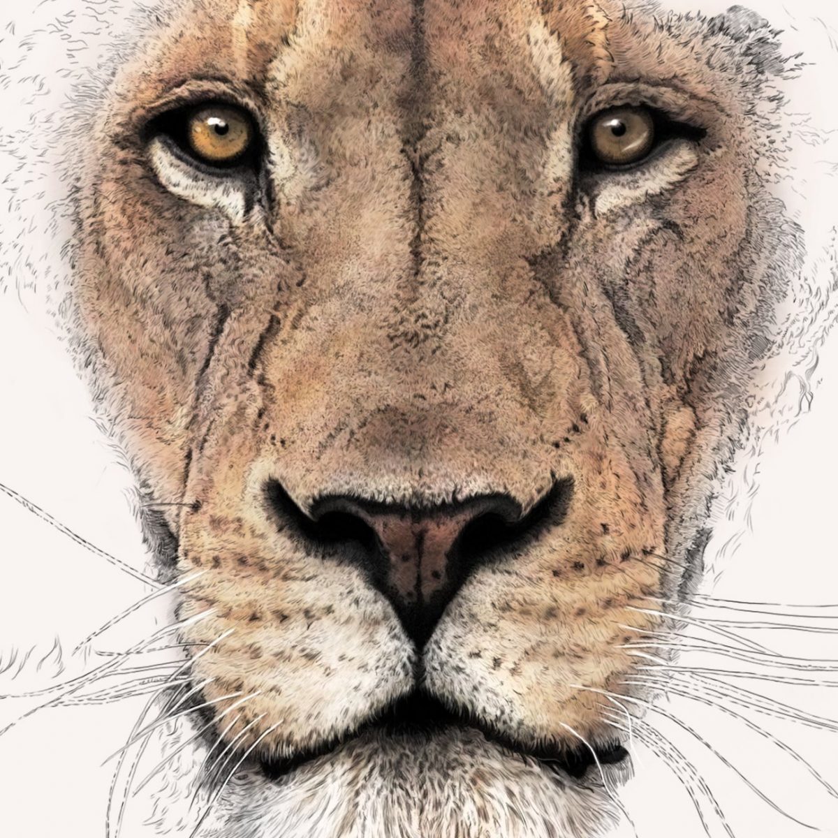 Lion - Illustrated Art Print