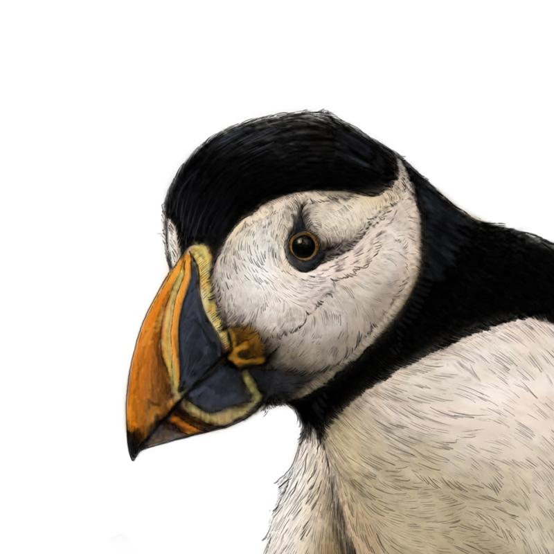 Puffin - A4 Illustration