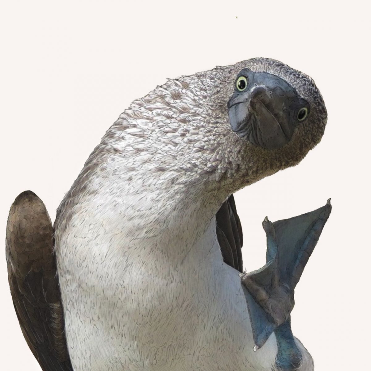Blue Footed Booby Illustration