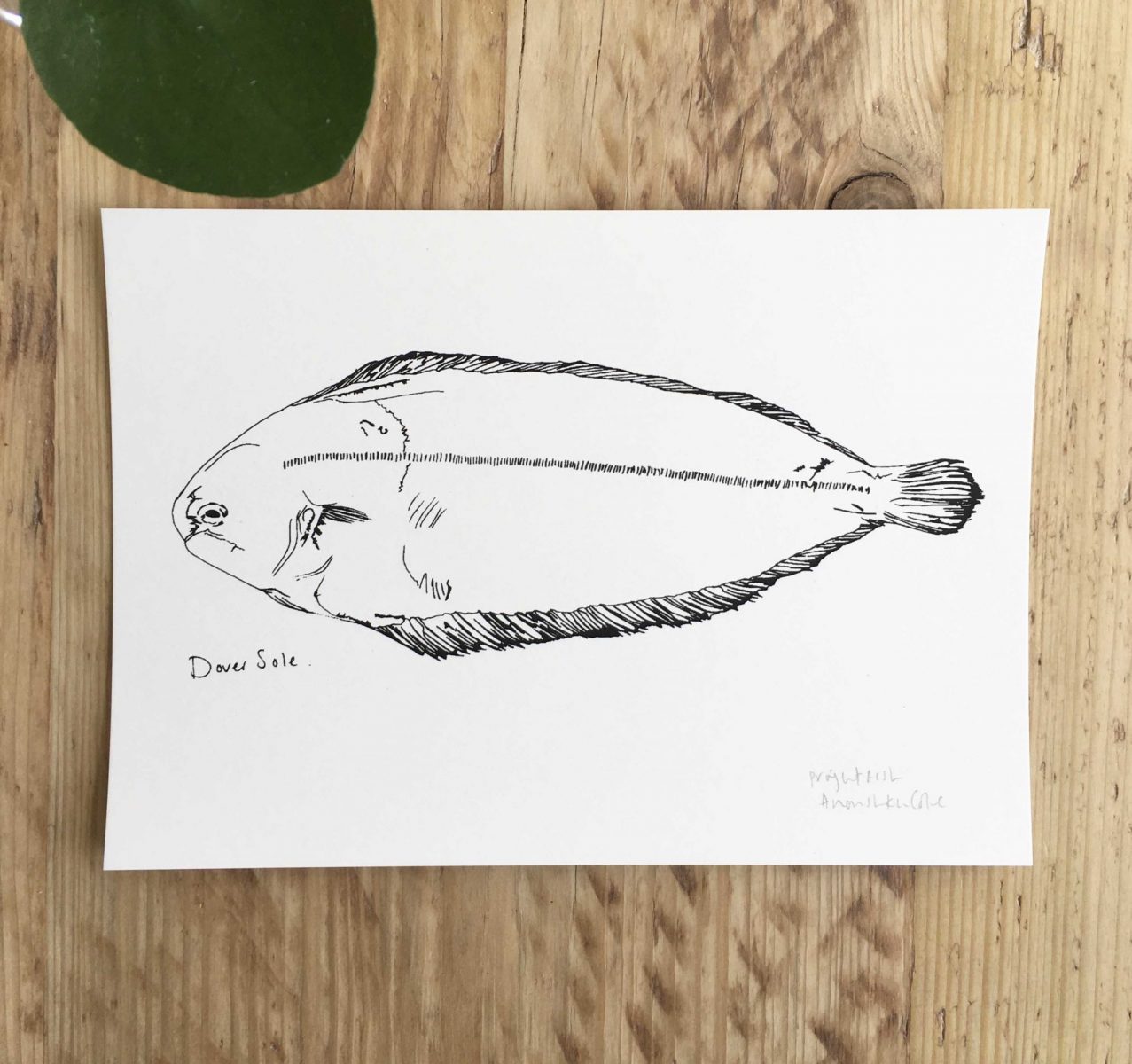 Little Dover Sole print