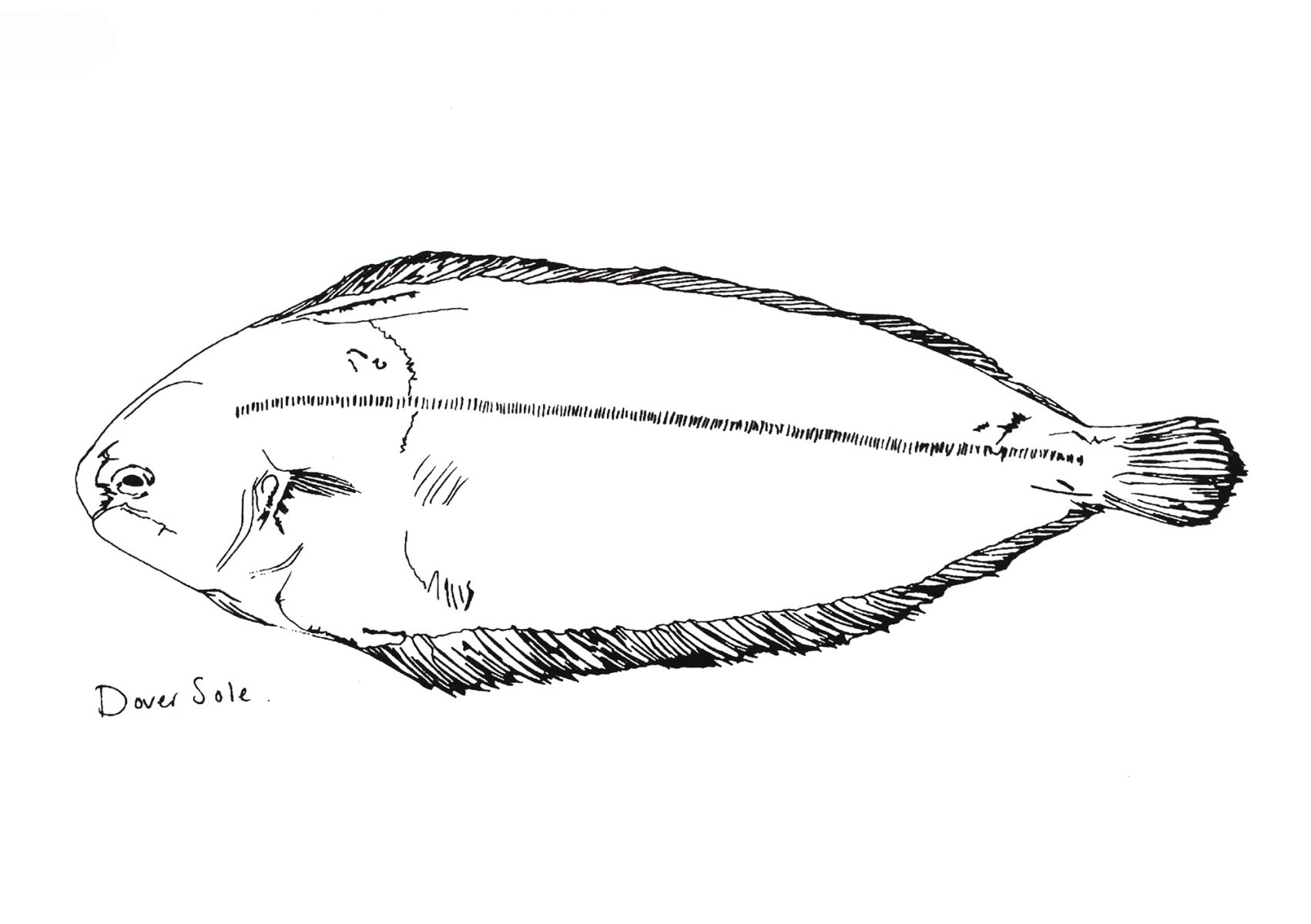 Little Dover Sole print