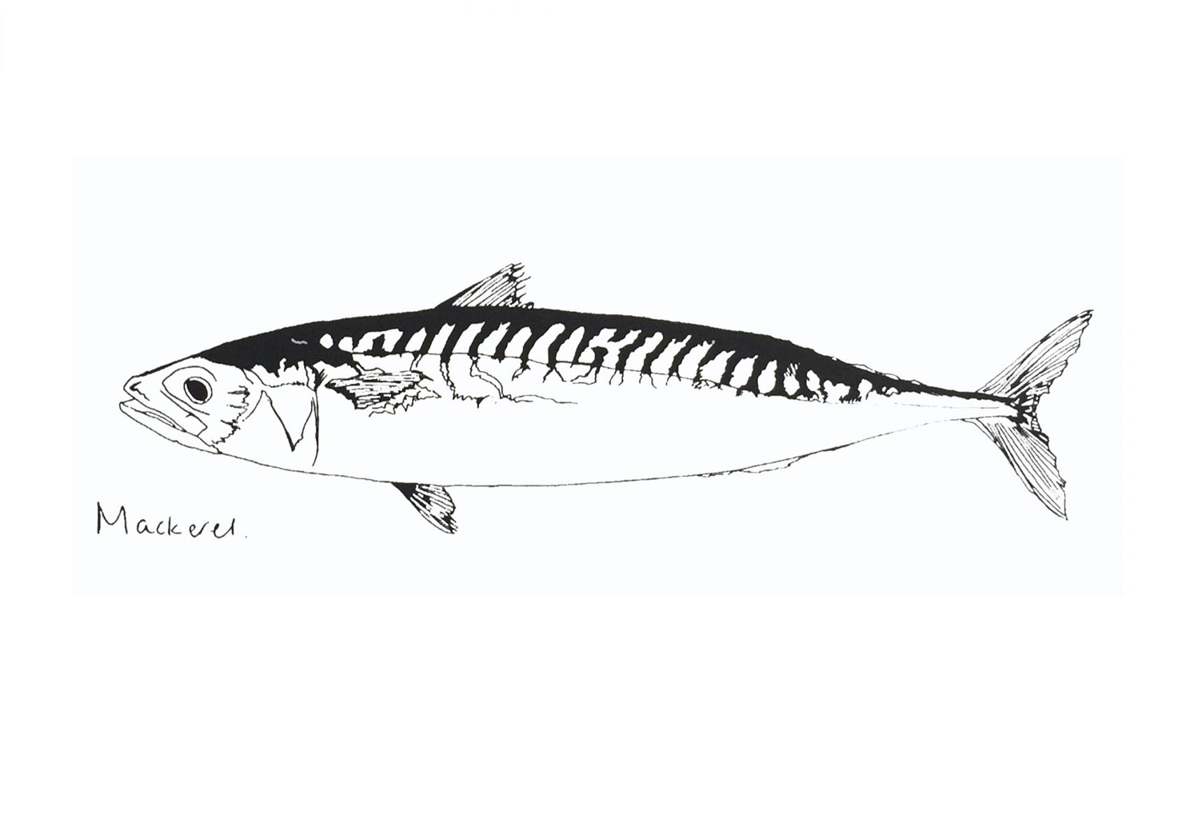 Little Mackerel print