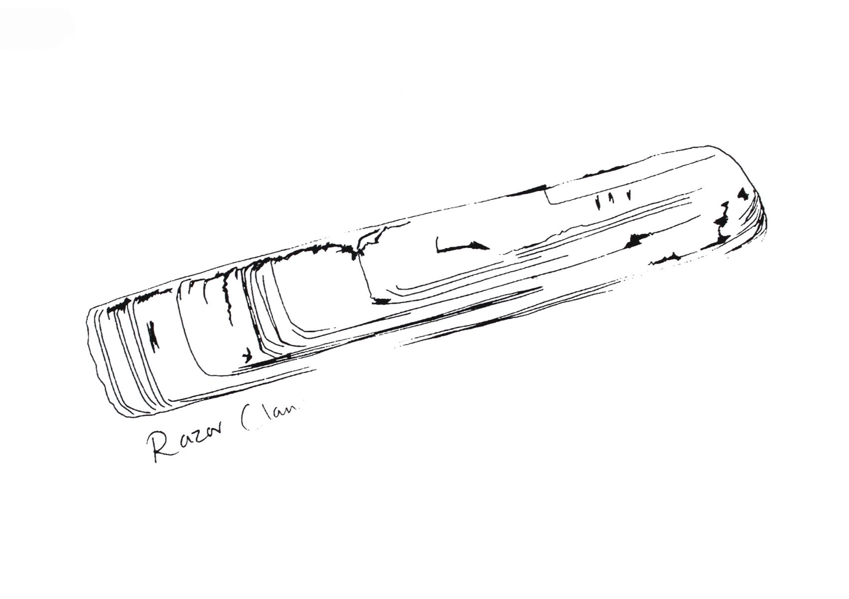 Little Razor Clam print