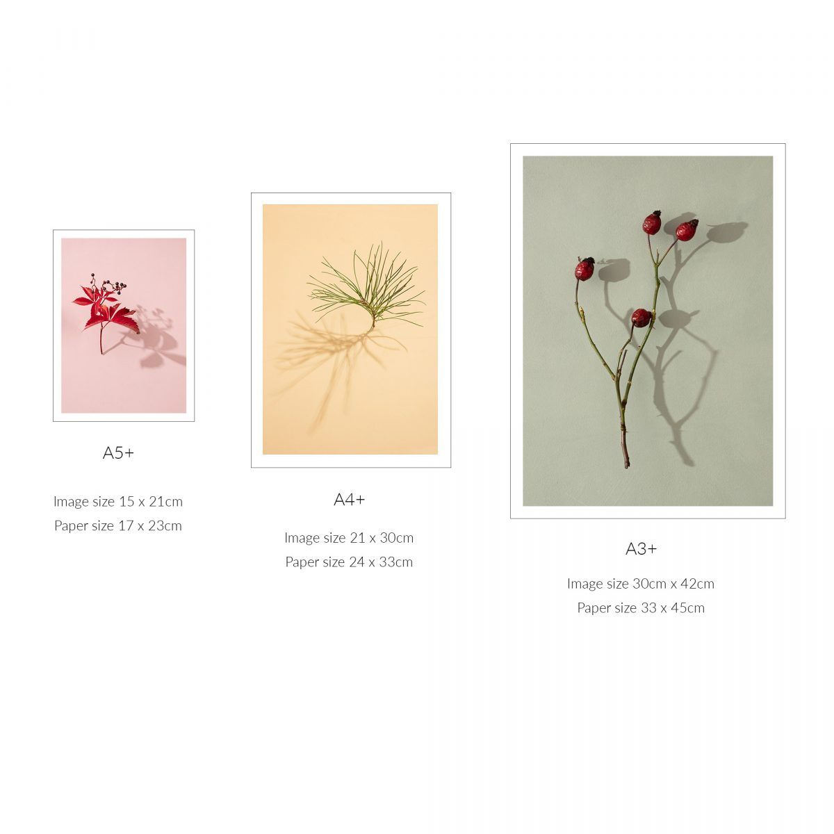 Jasmine Leaves on Pink, Fine Art Print