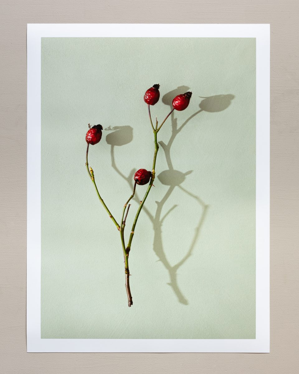 'Rosehips On Green' Fine Art Print